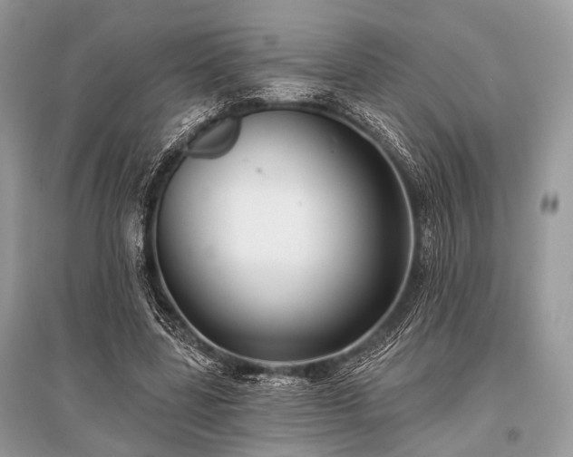 X0000096130539200801251019