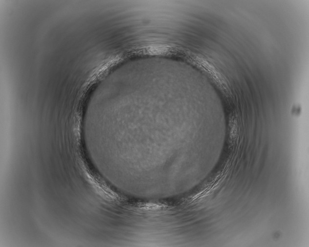 X0000096130542200801251019