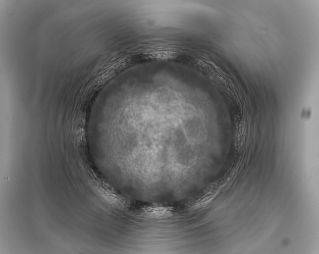 X0000096130553200801251019