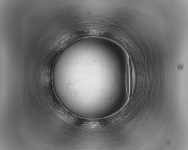 X0000096130554200801251019