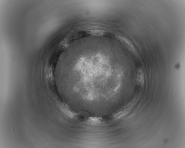X0000096130573200801251020