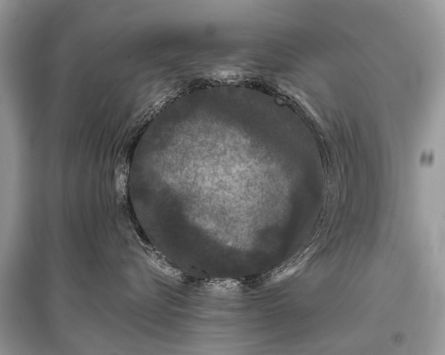 X0000096130576200801251020