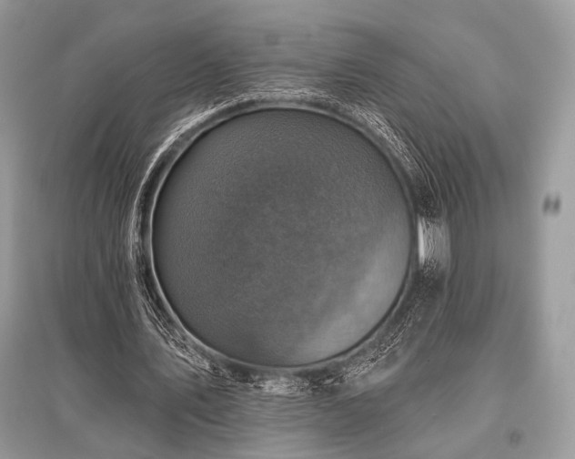 X0000096130579200801251019