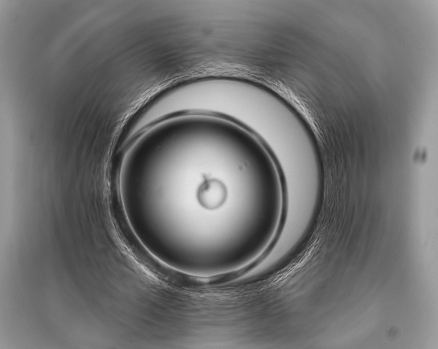 X0000096130581200801251019