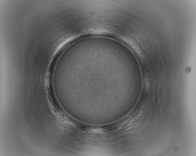 X0000096130583200801251019