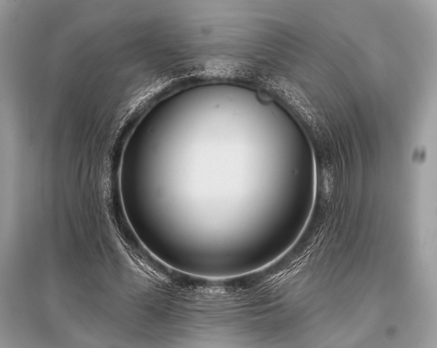 X0000096130588200801251019