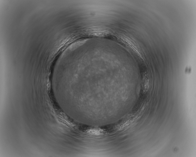 X0000096130595200801251019
