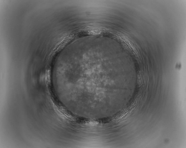 X0000096130598200801251019