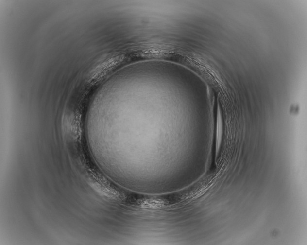 X0000096130599200801251019