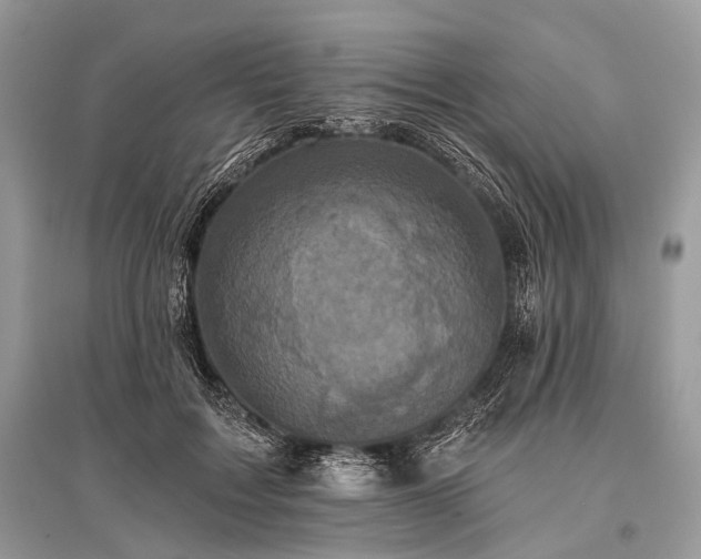 X0000096130603200801251019