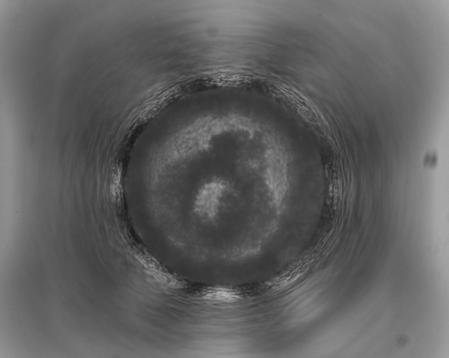 X0000096130610200801251019