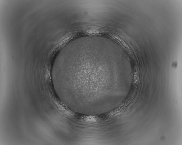 X0000096130618200801251018
