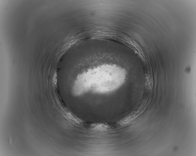 X0000096130621200801251018