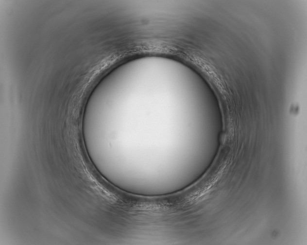 X0000096130625200801251018