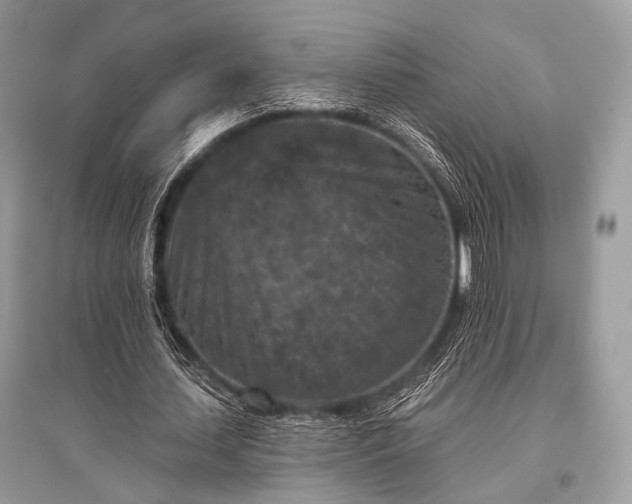 X0000096130627200801251018