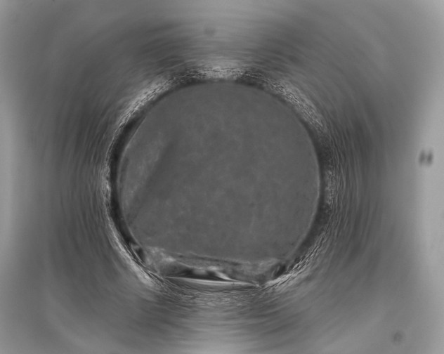 X0000096130634200801251018