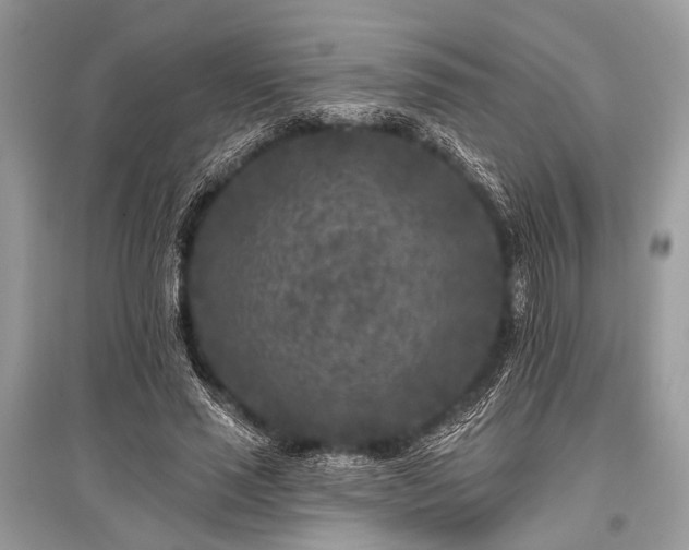 X0000096130637200801251018