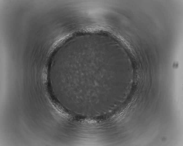 X0000096130640200801251018