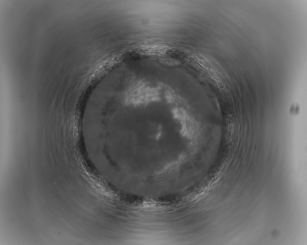 X0000096130641200801251018