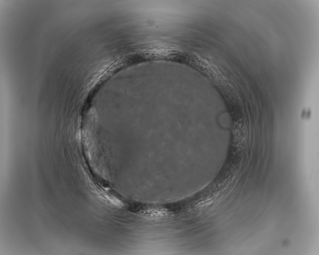 X0000096130642200801251018