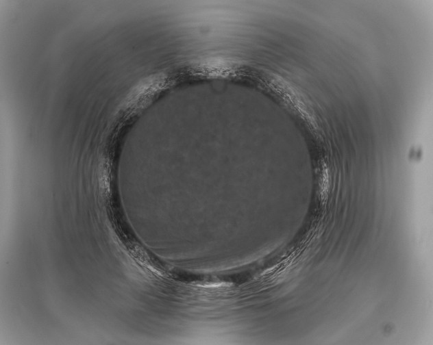X0000096130643200801251018