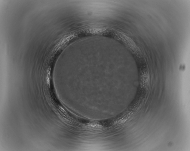 X0000096130644200801251018