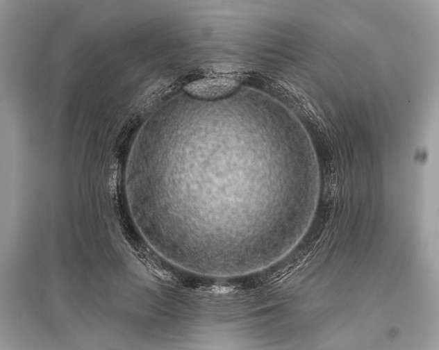 X0000096130647200801251018