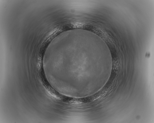 X0000096130648200801251018