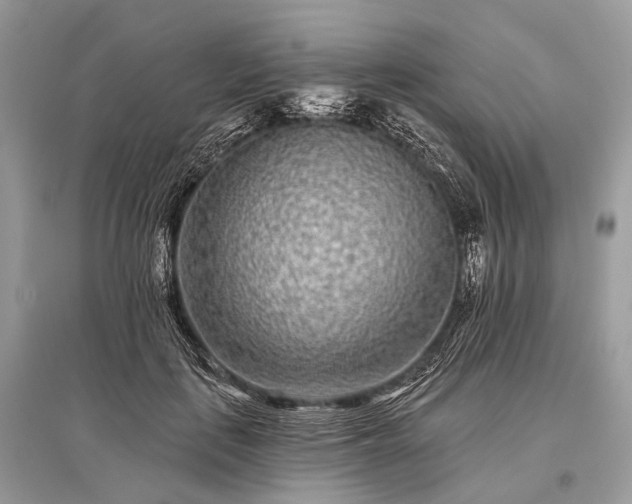 X0000096130651200801251018
