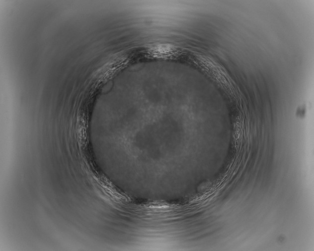 X0000096130653200801251018