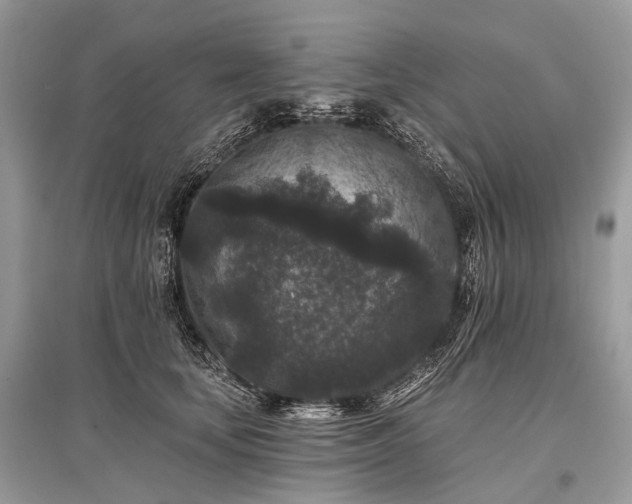 X0000096130659200801251018