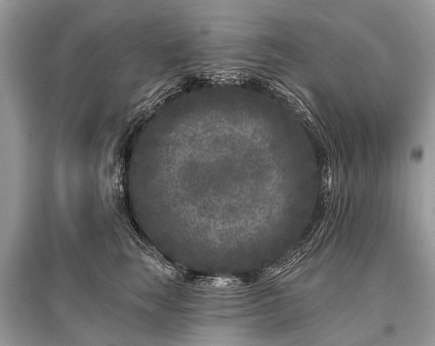 X0000096130663200801251018