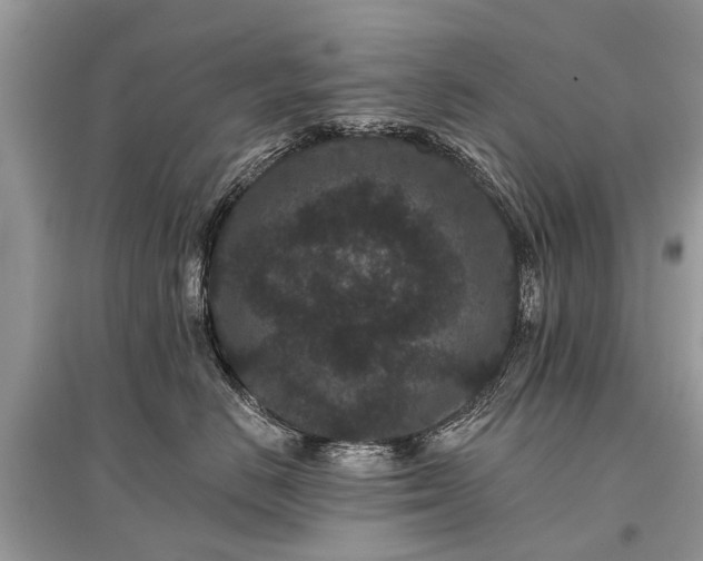 X0000096130670200801251018