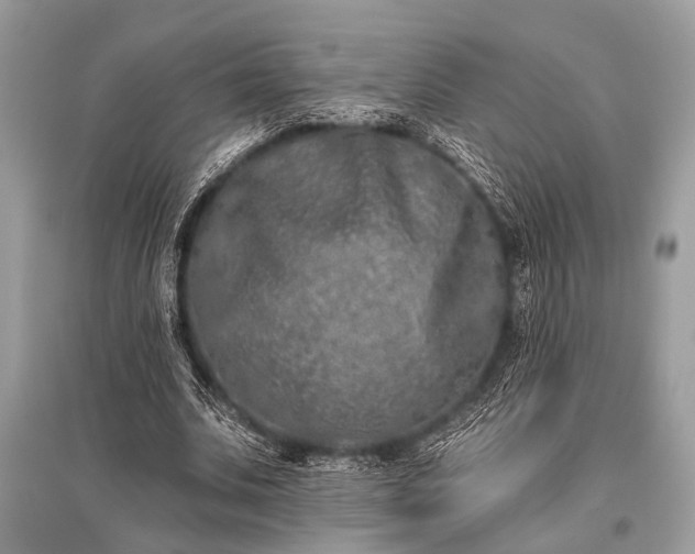X0000096130679200801251017