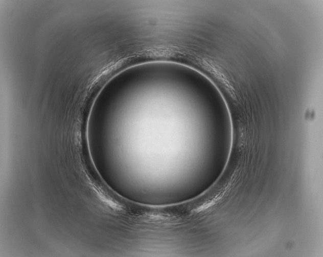 X0000096130681200801251017