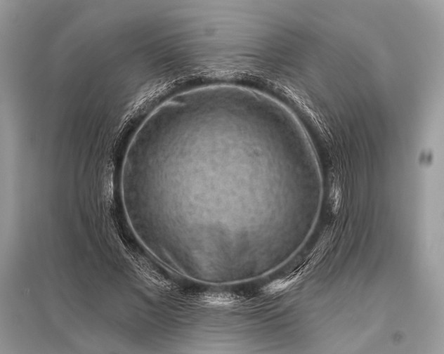 X0000096130685200801251017