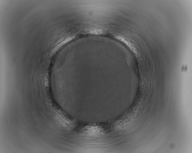 X0000096130689200801251017