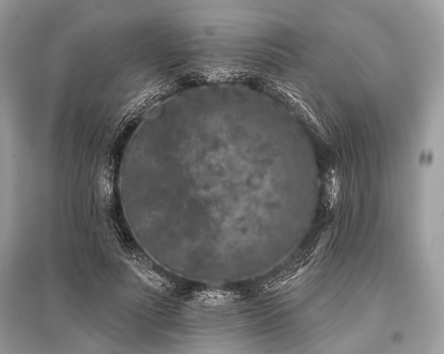 X0000096130691200801251017