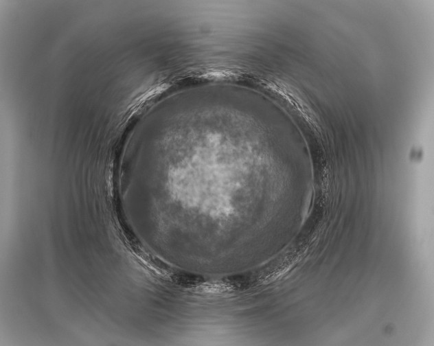 X0000096130696200801251017