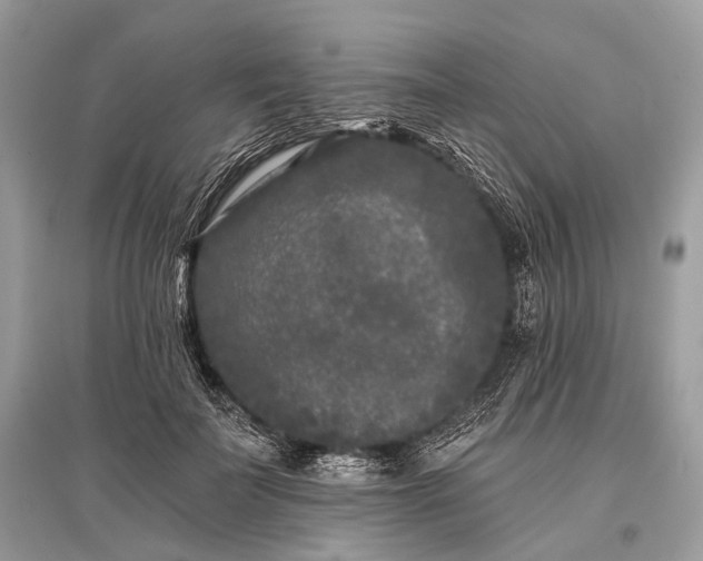 X0000096130699200801251017