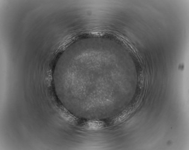 X0000096130707200801251017