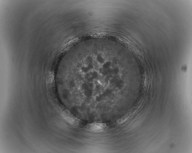 X0000096130711200801251017