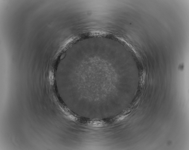 X0000096130716200801251017