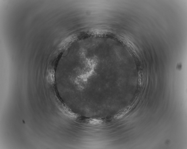 X0000096130718200801251017