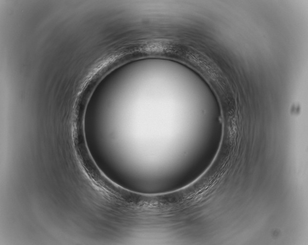 X0000096130728200801251016