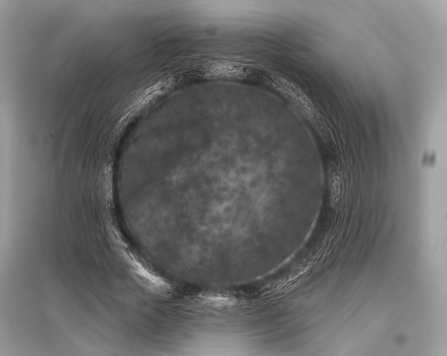 X0000096130729200801251016