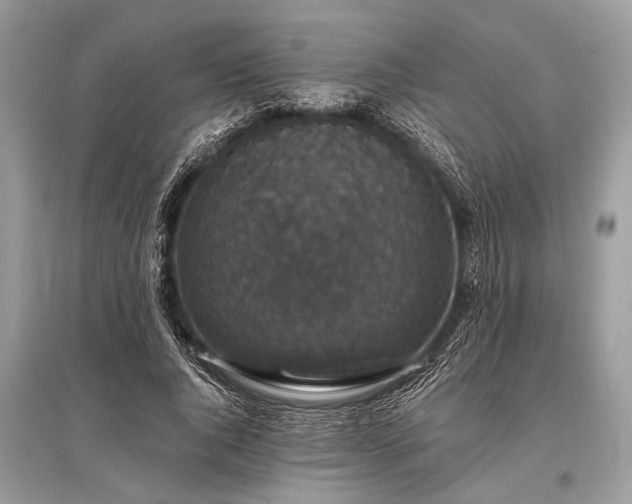 X0000096130736200801251016