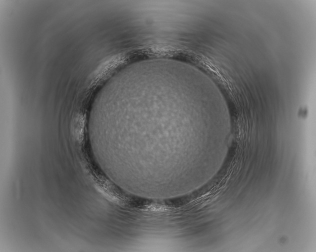 X0000096130742200801251016