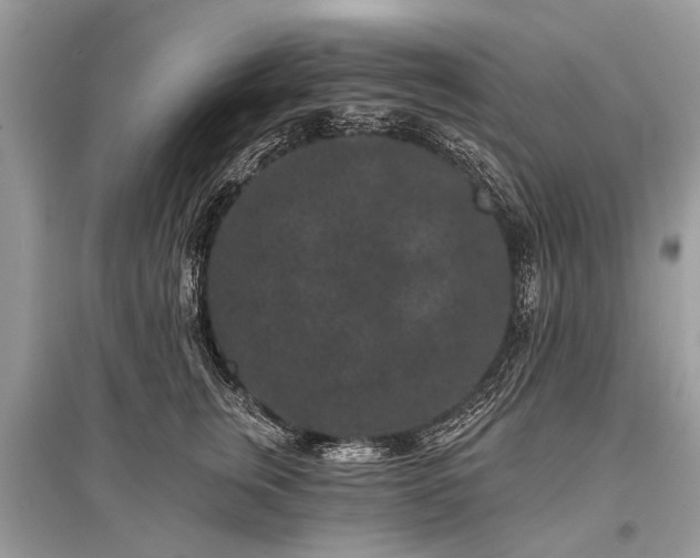 X0000096130759200801251017