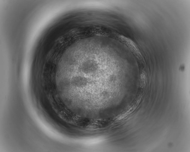 X0000096130765200801251017